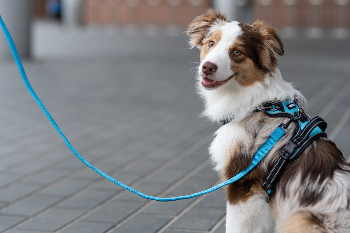 Owczarek australijski zapięty na smyczy 2 metrowej z odblaskami marki HUGGY DOGGY 